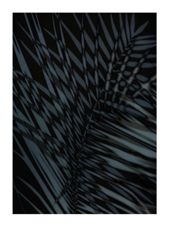 Palm Shadow Us