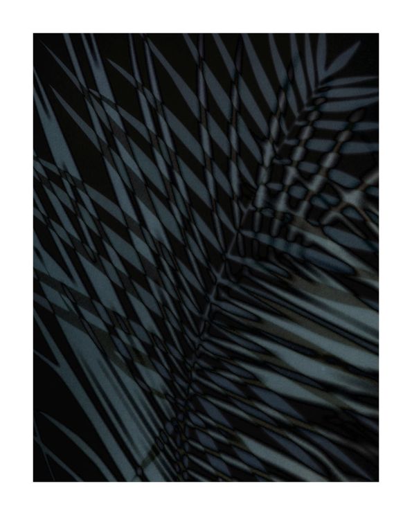Palm Shadow Us