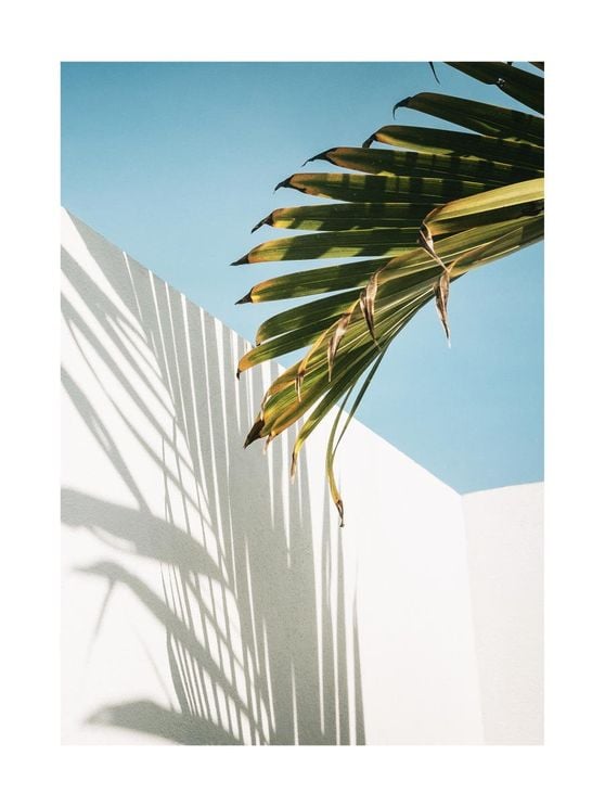 Palm Shadow Wall