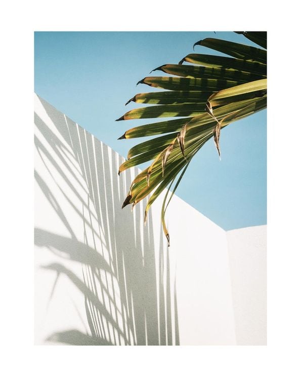 Palm Shadow Wall