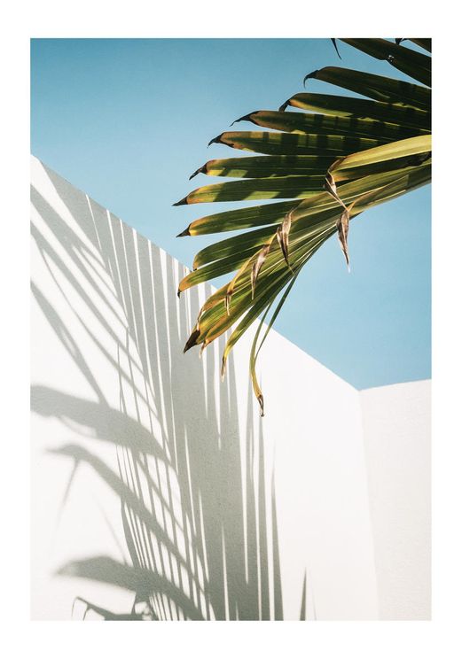 Palm Shadow Wall