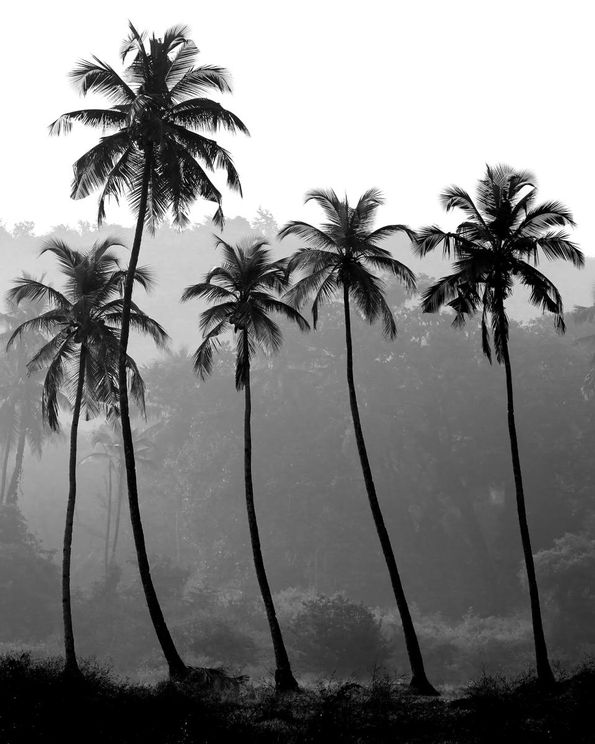 Palm Trees