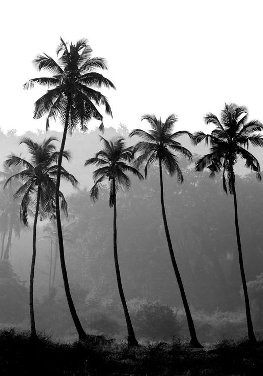 Palm Trees