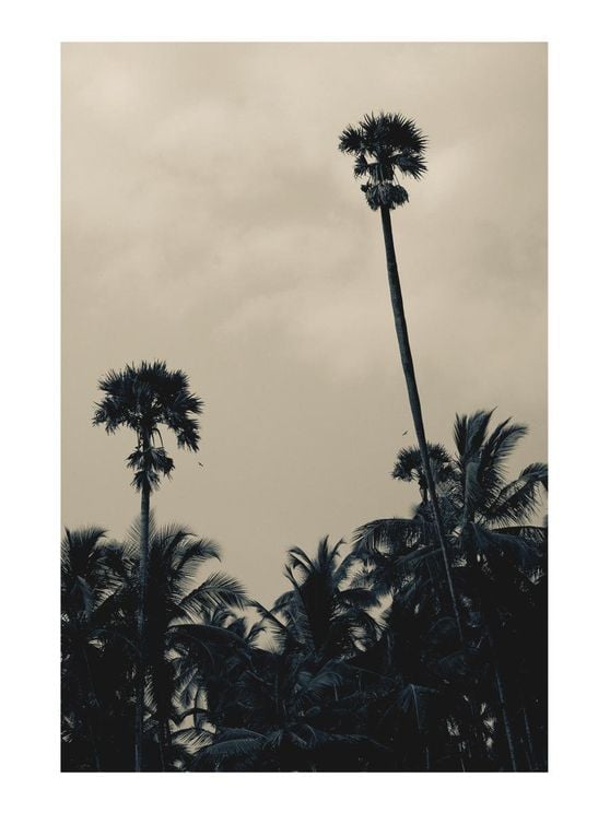 Palms In Bad Weather