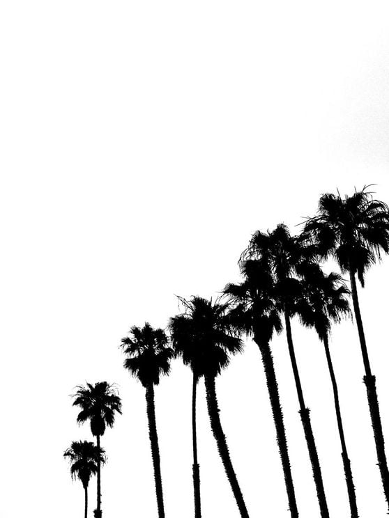 Palms In High Contrast