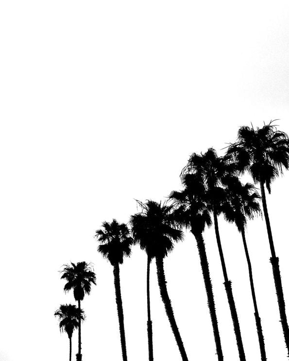 Palms In High Contrast