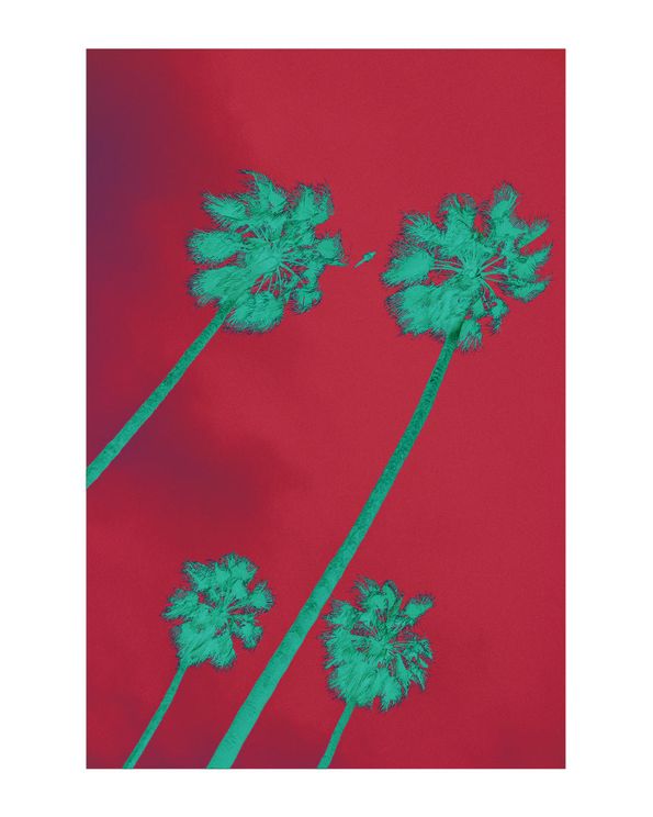 Palms Inverted