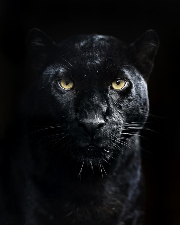 Panther