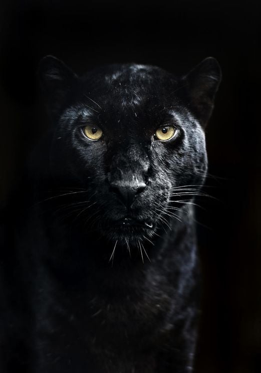 Panther