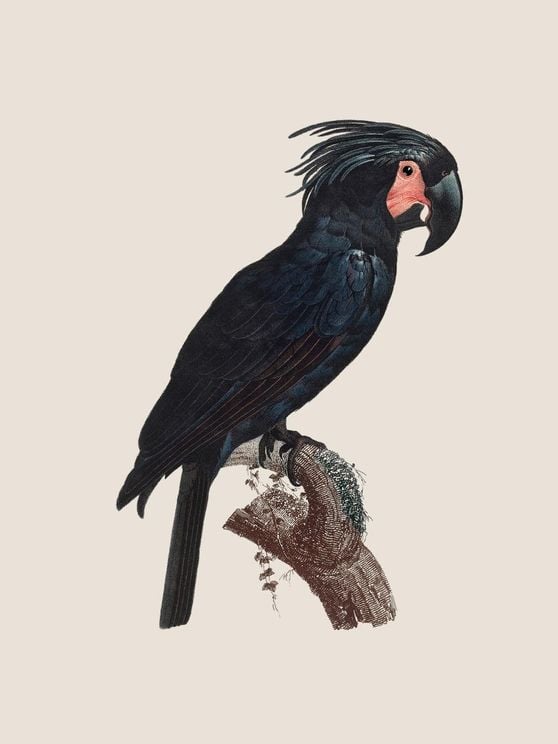 Parrot 1