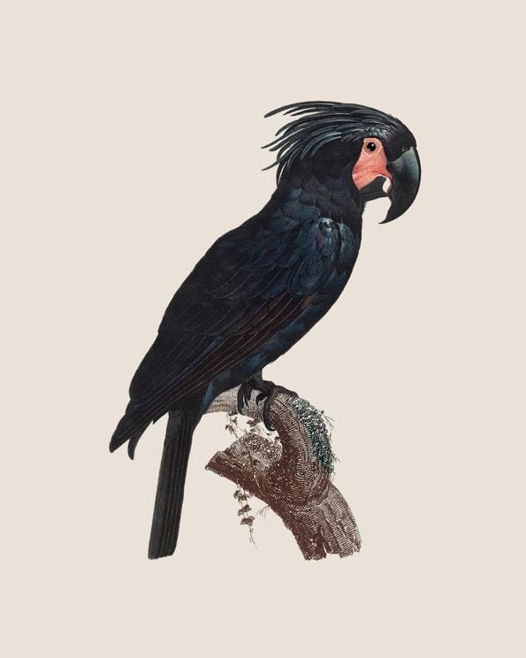 Parrot 1