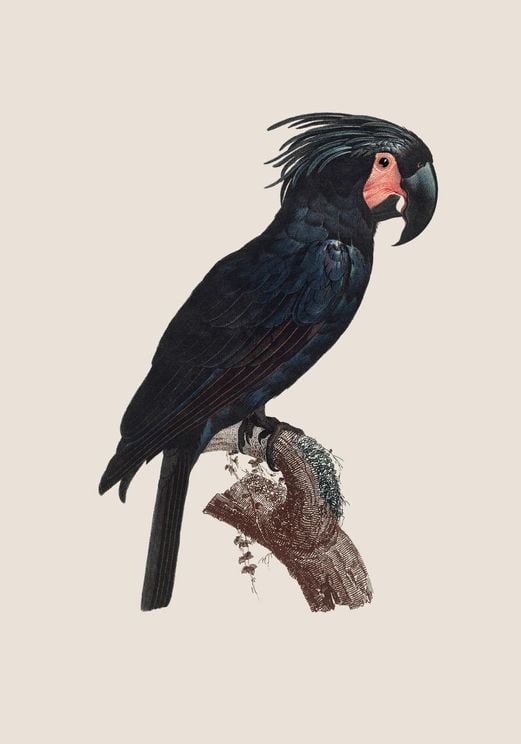 Parrot 1