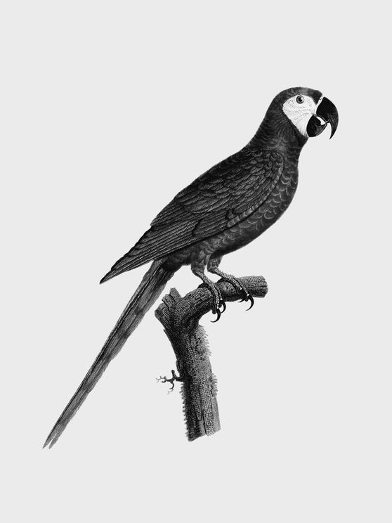Parrot 2