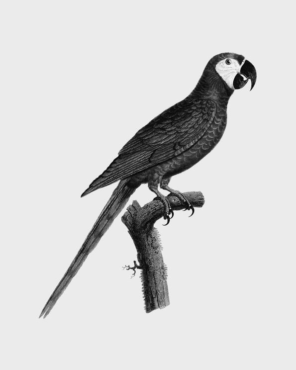Parrot 2