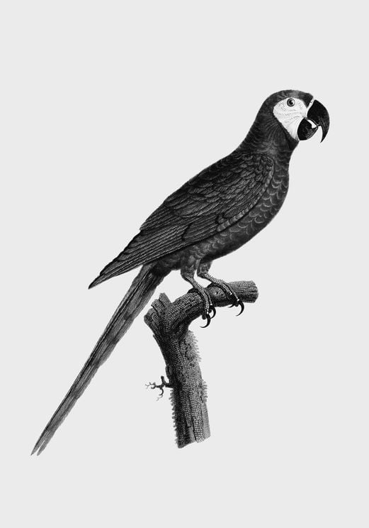 Parrot 2