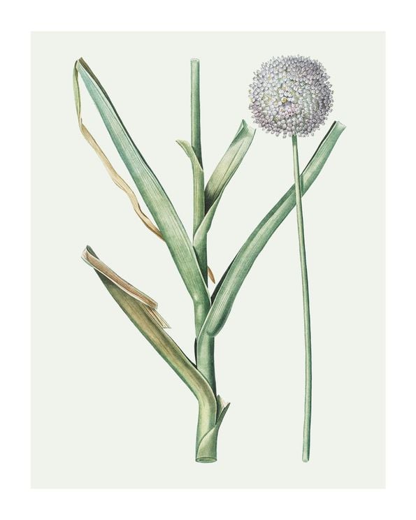 Pastel Botanic 1