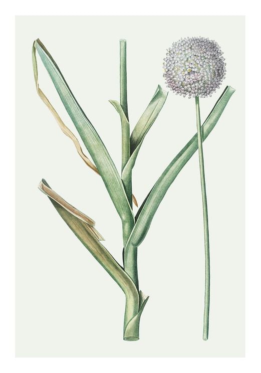 Pastel Botanic 1