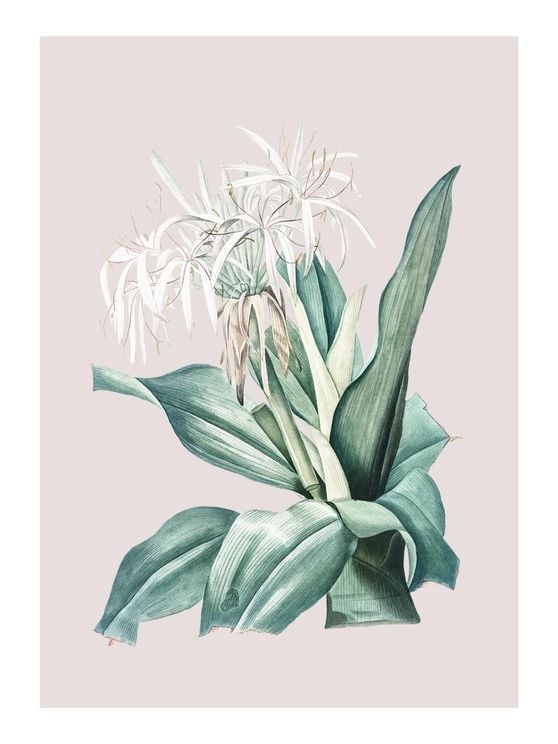 Pastel Botanic 2