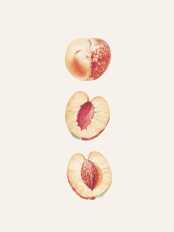 Peach Study