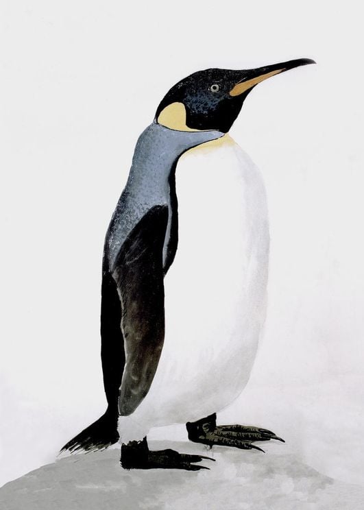 Penguin Illustration