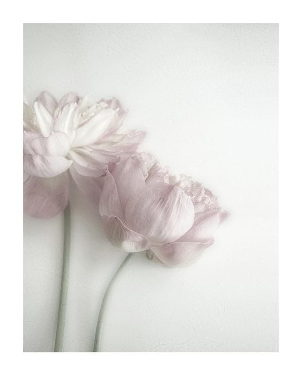 Peony