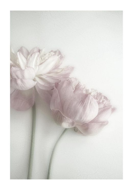 Peony