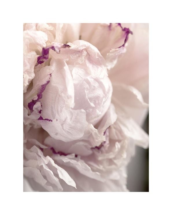 Peony Abstract 2