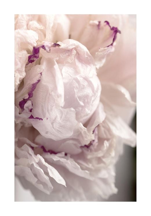 Peony Abstract 2