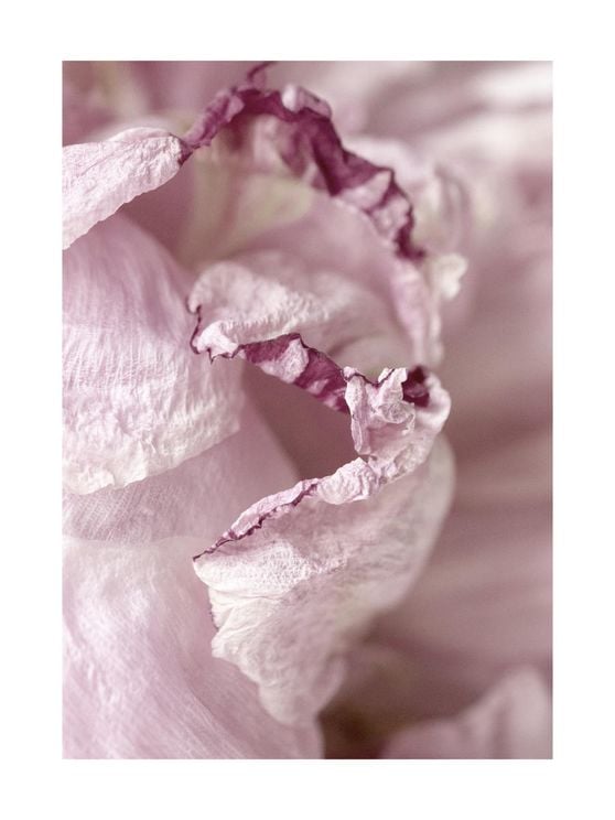 Peony Abstract 3