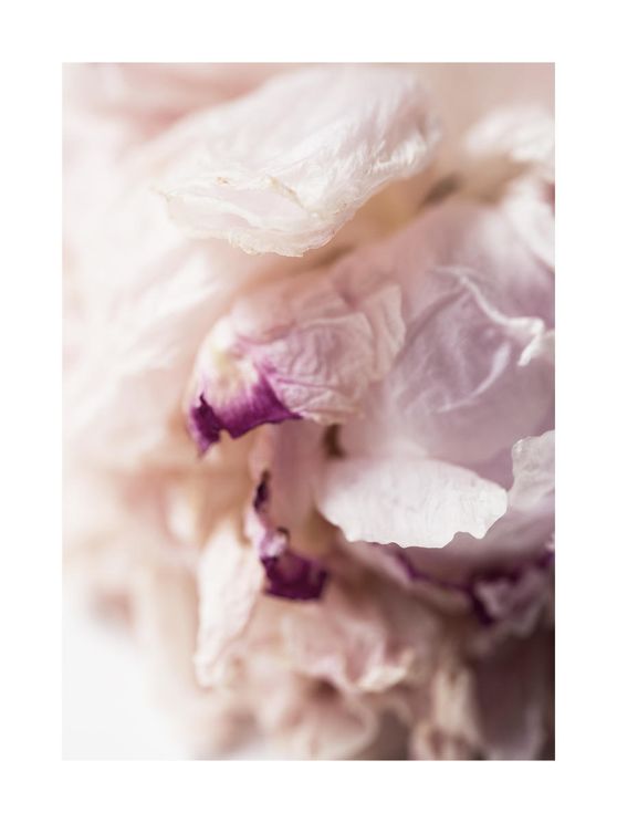 Peony Abstract