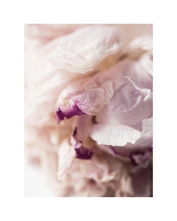 Peony Abstract