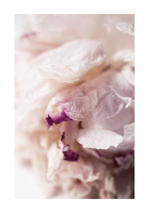 Peony Abstract