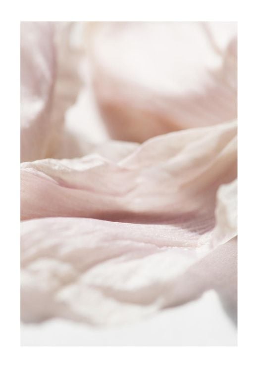 Petal Abstract 2