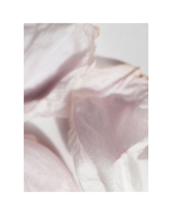 Petal Abstract