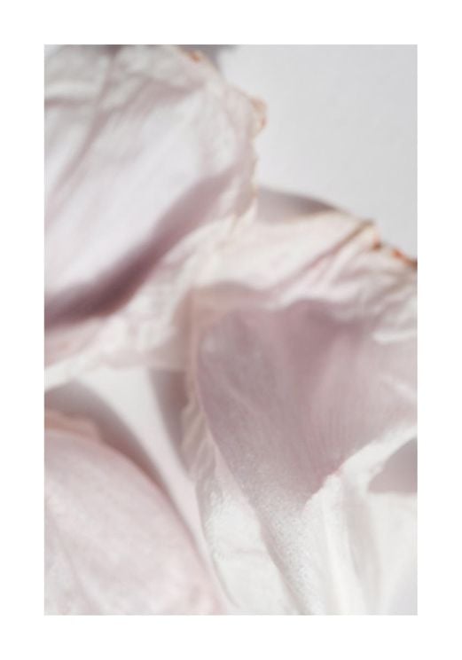 Petal Abstract