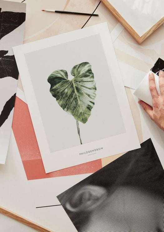 Philodendron Leaf