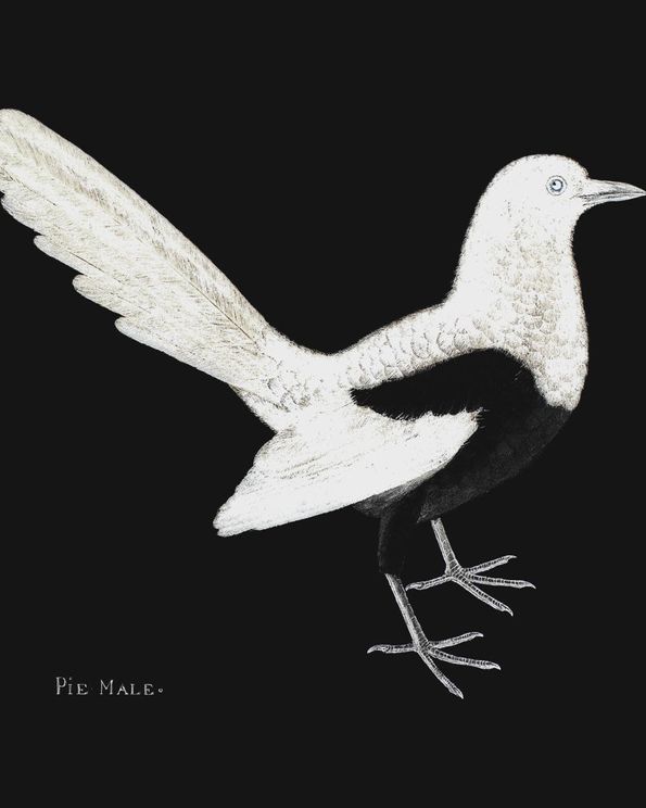 Pie Bird