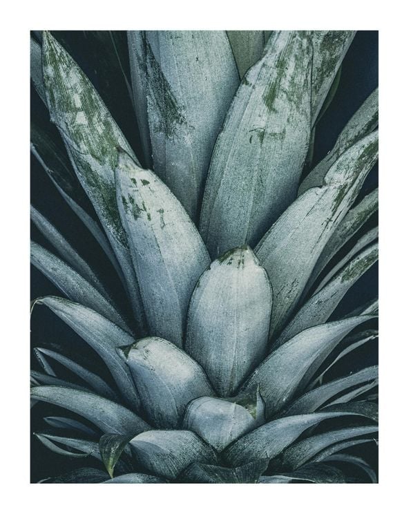 Pineapple Crown