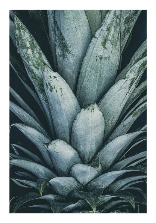 Pineapple Crown