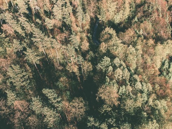 Pineforest