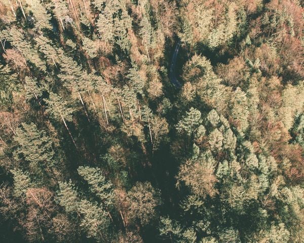 Pineforest