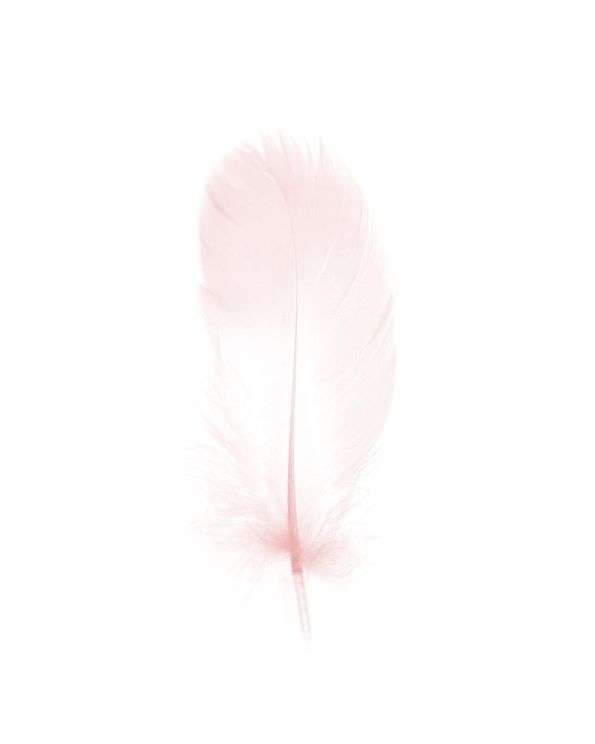 Pink Feather