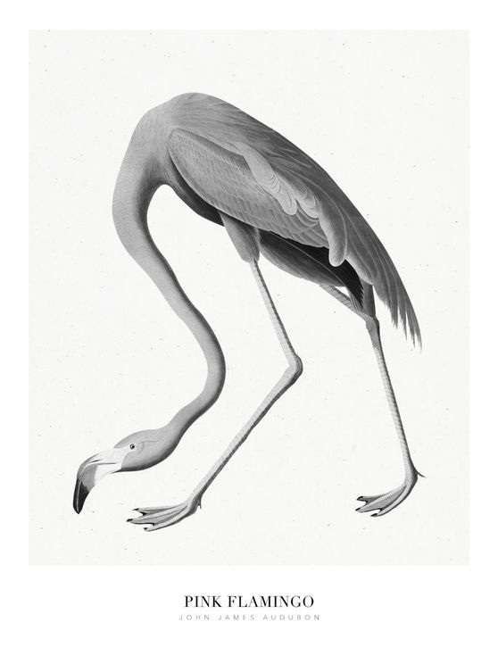 Pink Flamingo