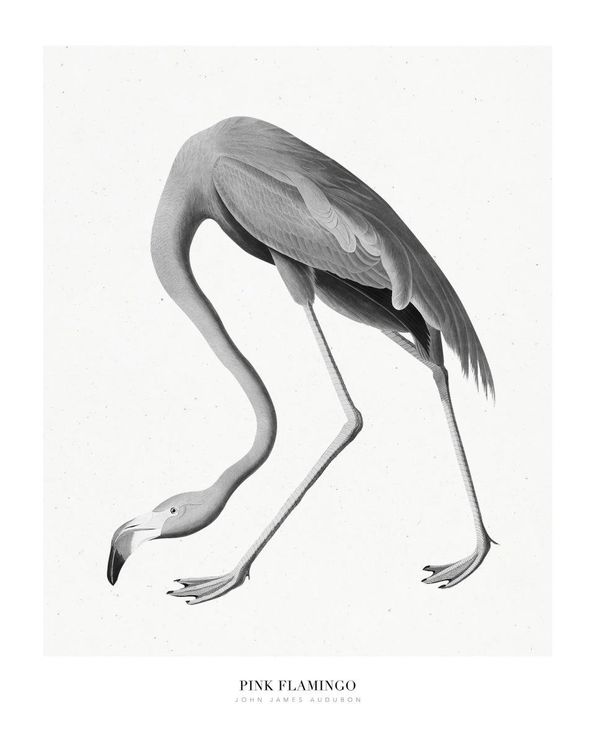 Pink Flamingo