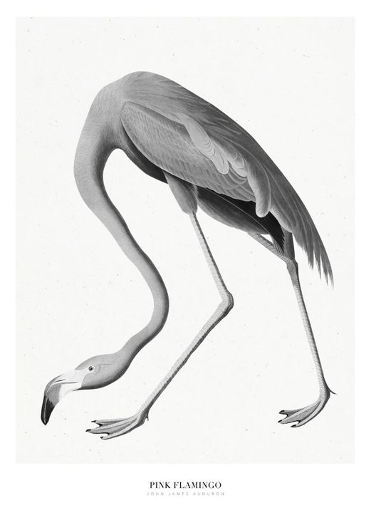 Pink Flamingo