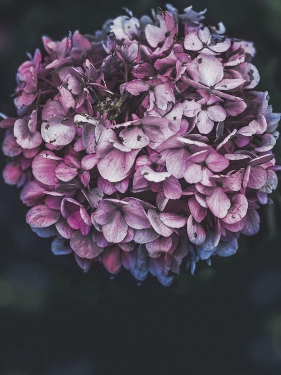 Pink Hydrangea