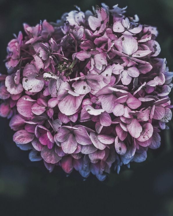 Pink Hydrangea