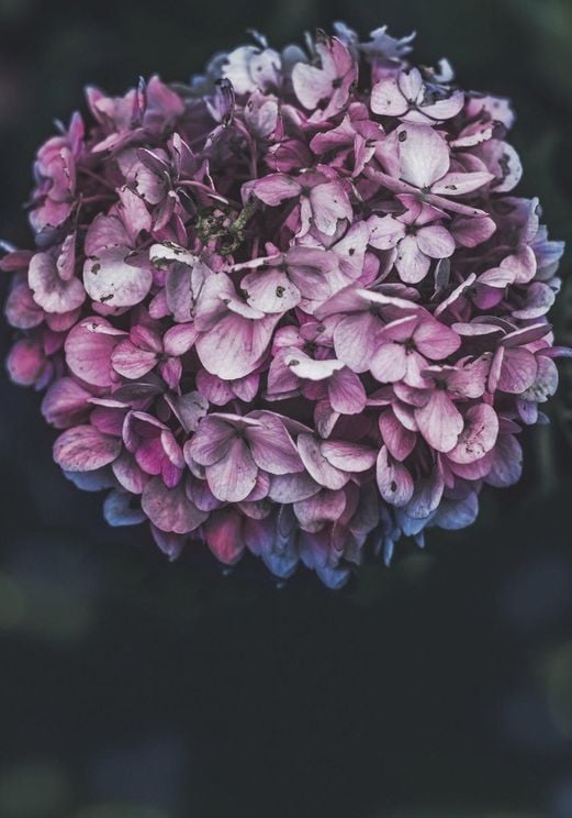 Pink Hydrangea