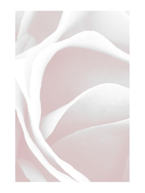 Pink Rose Petals