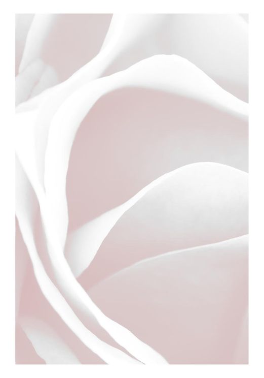 Pink Rose Petals